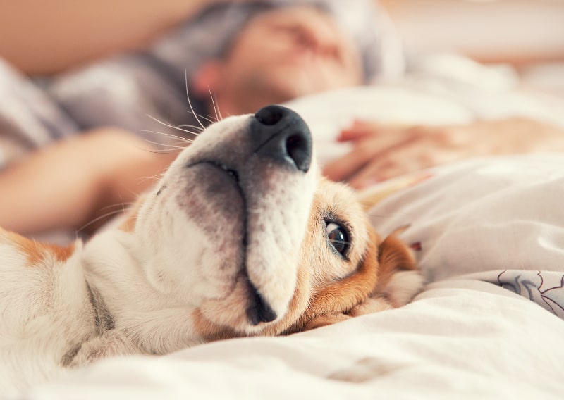3 Ways Pets  Affect Your HVAC System